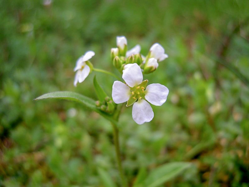 Piccola Brassicacea da det. 1